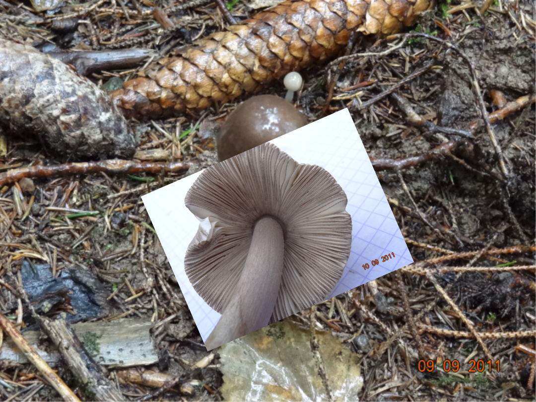 Novit� per .... me : QUIZZZZ